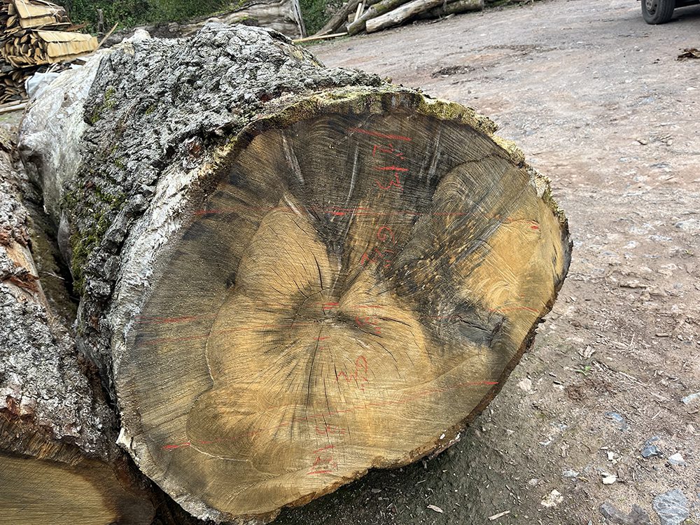fallen-trees